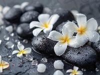 Kwiat, Kamienie, Plumeria, Krople, Woda