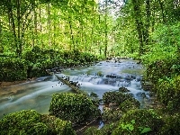 Kamienie, Las, Rzeka, Omszałe