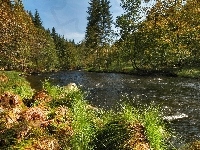 Kamienie, Las, Rzeka, Rośliny