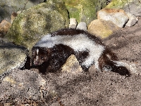 Kamienie, Głazy, Skunks