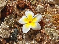 Woda, Kwiat, Plumeria, Kamienie
