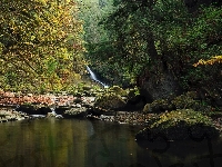 Kanaka Creek, Las, Rzeka, Kanada, Drzewa, Kamienie, Kolumbia Brytyjska
