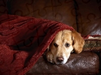 Kanapa, Golden, Retriever, Odpoczynek