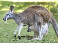 Kangury, Trawa