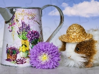 Świnka morska, Dzbanek, Kapelusz, Aster, Kwiat