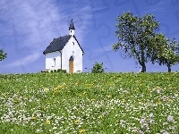 Łąka, Kapliczka, Drzewa