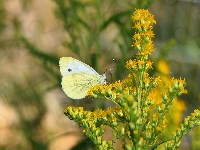 Nawłoć, Motyl, Bielinek kapustnik