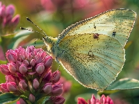 Motyl, Kwiaty, Bielinek kapustnik, Grafika, Światło