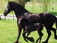 Klacz, Kara, Źrebie