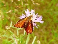 Karłątek kniejnik, Motyl, Kwiat