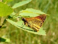 Karłątek kniejnik, Owad, Motyl, Liść