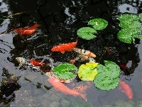 Koi, Karpie, Staw