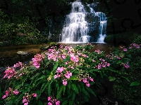 Wodospad, Kwiaty, Rzeka, Kaskada