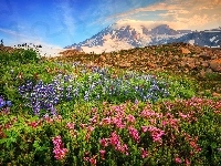 Stan Waszyngton, Kwiaty, Kamienie, Góry Kaskadowe, Stany Zjednoczone, Stratowulkan Mount Rainier, Łąka