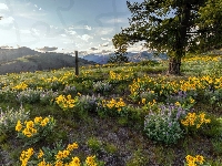 Kwiaty, Columbia River Gorge, Rezerwat przyrody, Góry Kaskadowe, Balsamorhiza, Stan Oregon, Stany Zjednoczone, Łąka, Drzewo