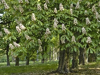 Kwitnące, Wiosna, Park, Kasztanowce
