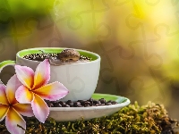 Plumeria, Kawa, Filiżanka, Mech, Ślimak