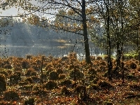 Kępy, Mgła, Drzewa, Trawy