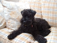 Kerry blue terrier, sofa