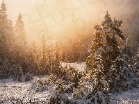 Ketchikan, Alaska, Zima, Świerki, Śnieg, Las państwowy, Stany Zjednoczone, Tongass National Forest, Mgła