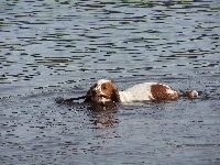 kij, płynący, Springer spaniel walijski, woda