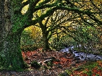 Killarney, Narodowy, Kamienie, Irlandia, Park, Rzeczka