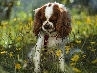 Żółte, Pies, Cavalier king charles spaniel, Kwiaty