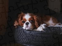 Cavalier king charles spaniel, Puf