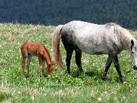 Źrebię, Klacz, Łąka
