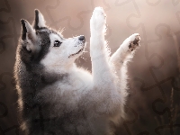 Uniesione, Pies, Alaskan klee kai, Łapki