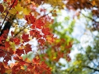 Klon, Liście, Jesień, Drzewa, Kolorowe