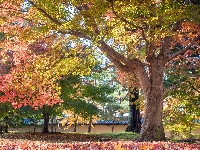 Drzewa, Jesień, Park, Klon