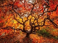 Klon japoński, Jesień, Drzewo, Liście