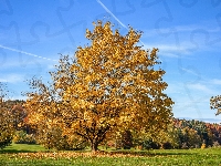 Klon, Drzewo, Jesień