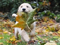 Klonu, Liść, Golden Retriever