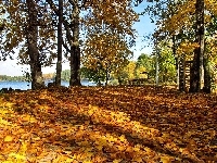 Klony, Cienie, Jesień, Liście, Jezioro