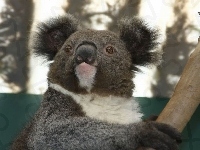 Koala, Australia