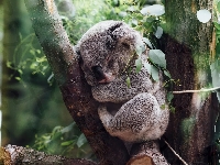 Koala, Drzewo