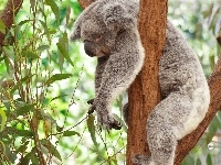 Drzewo, Koala, Sen