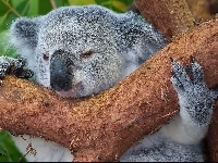 Koala, Drzewo