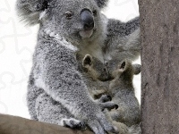 Młode, Koala, Drzewo