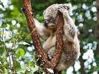 Koala, Miś, Śpiący