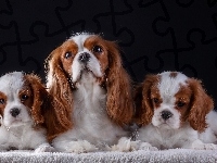 Suczka, Ciemne tło, Cavalier king charles spaniel, Szczenięta, Koc