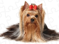 Kokardka, Terrier, Yorkshire