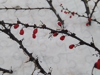 Kolce, Owoce, Śnieg, Krzew, Czerwone