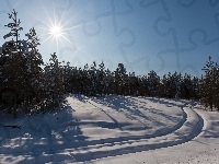 Koleiny, Słońca, Las, Śnieg, Promienie
