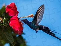 Koliber, Hibiskus, Kwiat, Ptak