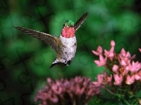 Koliber, kwiaty