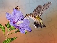 Pszczoła, Koliber, Kwiat