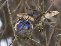 Kolibry, Gniazdo
